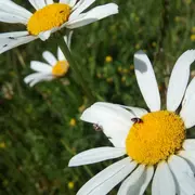 Découverte, récolte, cuisine et dégustation de plantes sauvages.