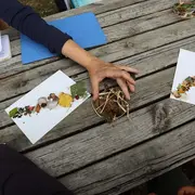 Découverte sensorielle de la haie et  création végétale