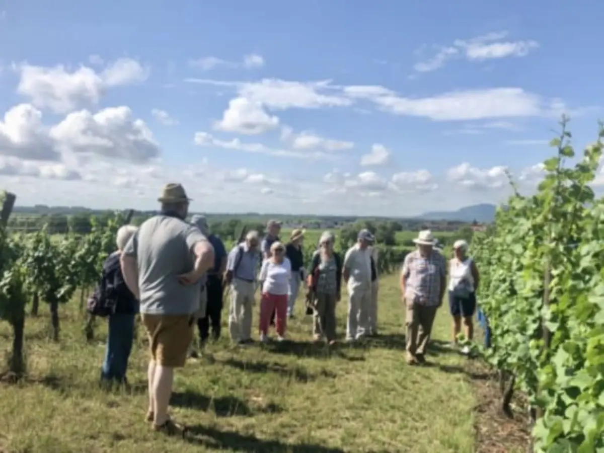 Découverte vigneronne & dégustation gourmande à Mittelwihr (68)