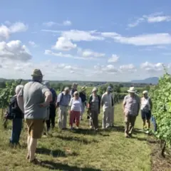 Découverte vigneronne & dégustation gourmande à Mittelwihr (68)