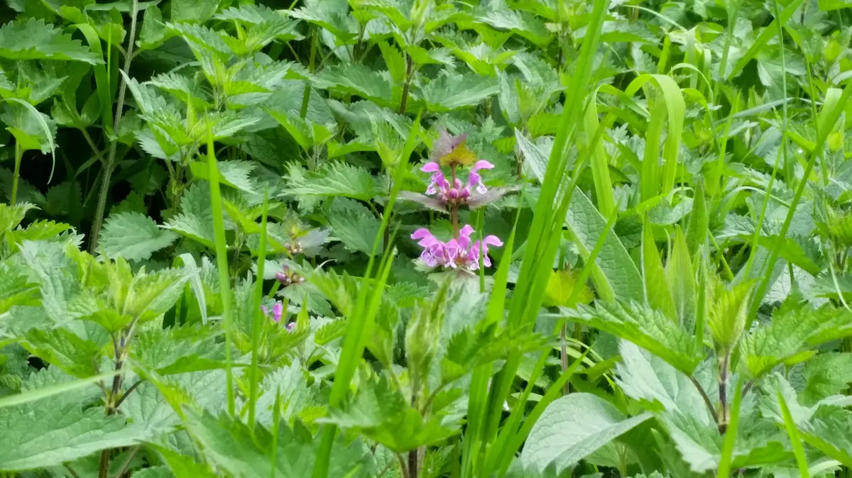 Decouvertes des plantes sauvages et leurs usages