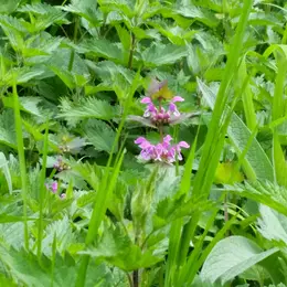 Decouvertes des plantes sauvages et leurs usages
