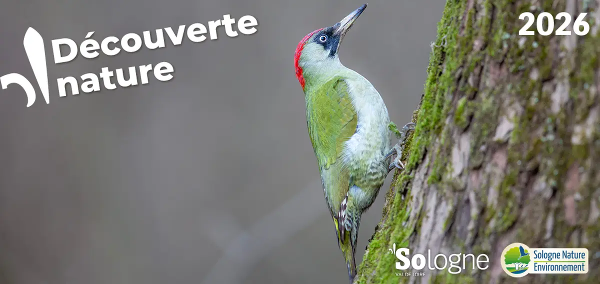 Découvertes Sologne Nature Environnement - Les tambours de la forêts