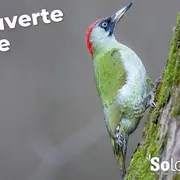 Découvertes Sologne Nature Environnement - Les tambours de la forêts