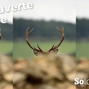 Découvertes Sologne Nature - Le brame du Cerf'rial lover