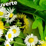 Découvertes Sologne Nature - Plantes aux 1001 vertues