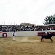 Découvrez la course landaise de l'intérieur avec un ambassadeur passionné