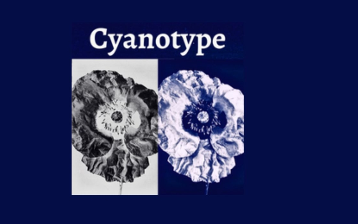 Découvrez le cyanotype