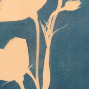Découvrez le cyanotype