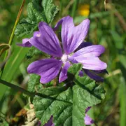 Découvrez Les Bienfaits Des Plantes Sauvages