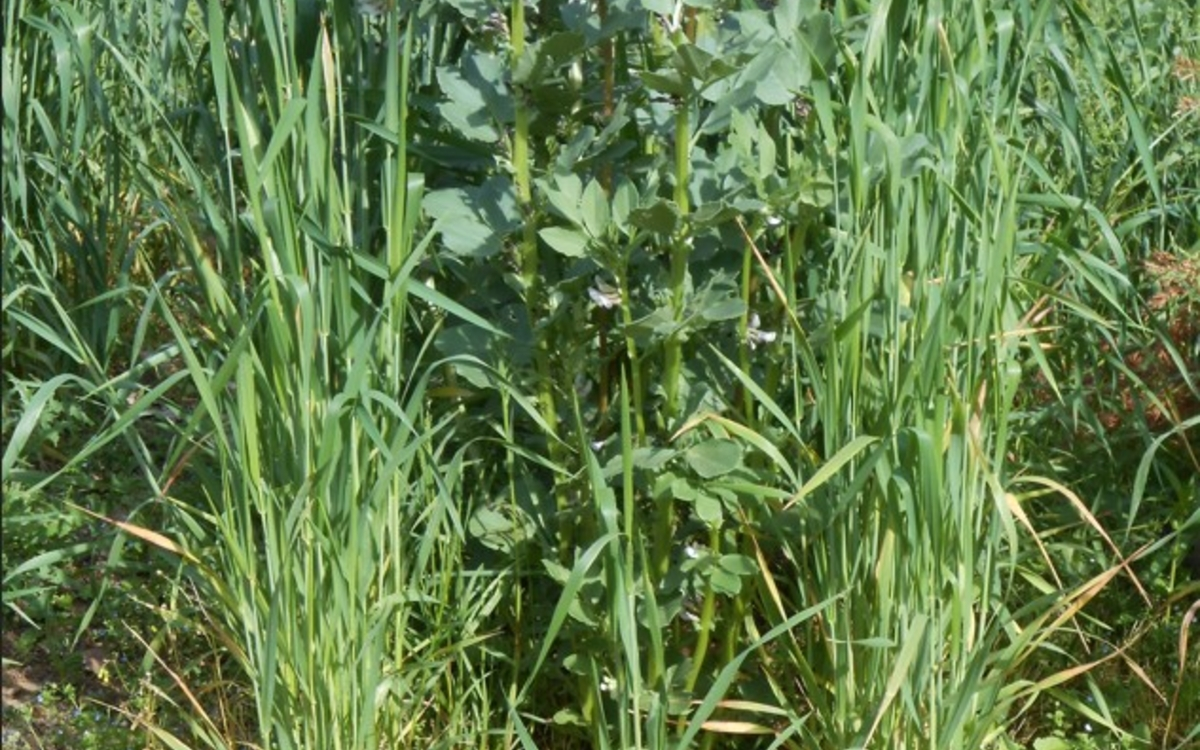 Découvrez les plantes qui nourrissent le sol : semis d’engrais vert