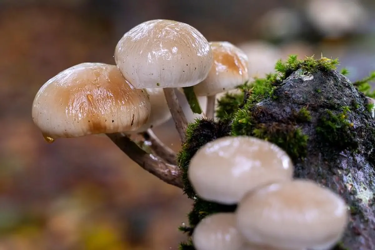 Découvrir et reconnaître les champignons à Saint-Pardoux-le-Lac