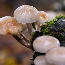 Découvrir et reconnaître les champignons à Saint-Pardoux-le-Lac