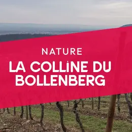 Découvrir la colline du Bollenberg 