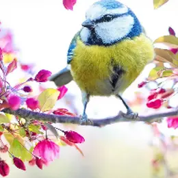 Découvrir les oiseaux dans les chemins de Vassy