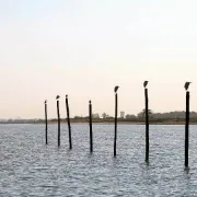 Découvrir les oiseaux du Bassin