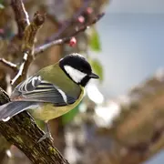 Découvrir les oiseaux forestiers d'hiver dans la forêt des Vaseix