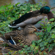 Défi Nature Urbaine 2026: animation sur la biodiversité du parc Montsouris