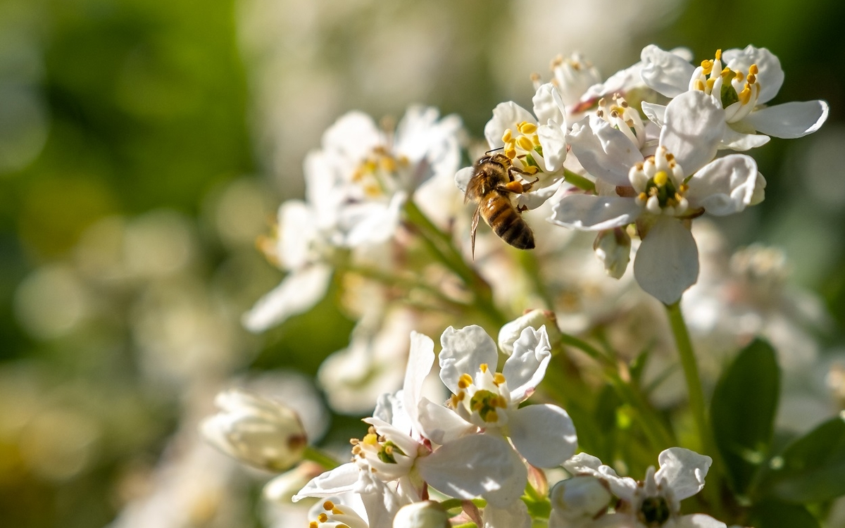 Abeille au square des Batignolles