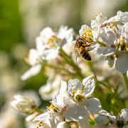 Défi Nature Urbaine 2026 : animation sur la biodiversité du square des Epinettes