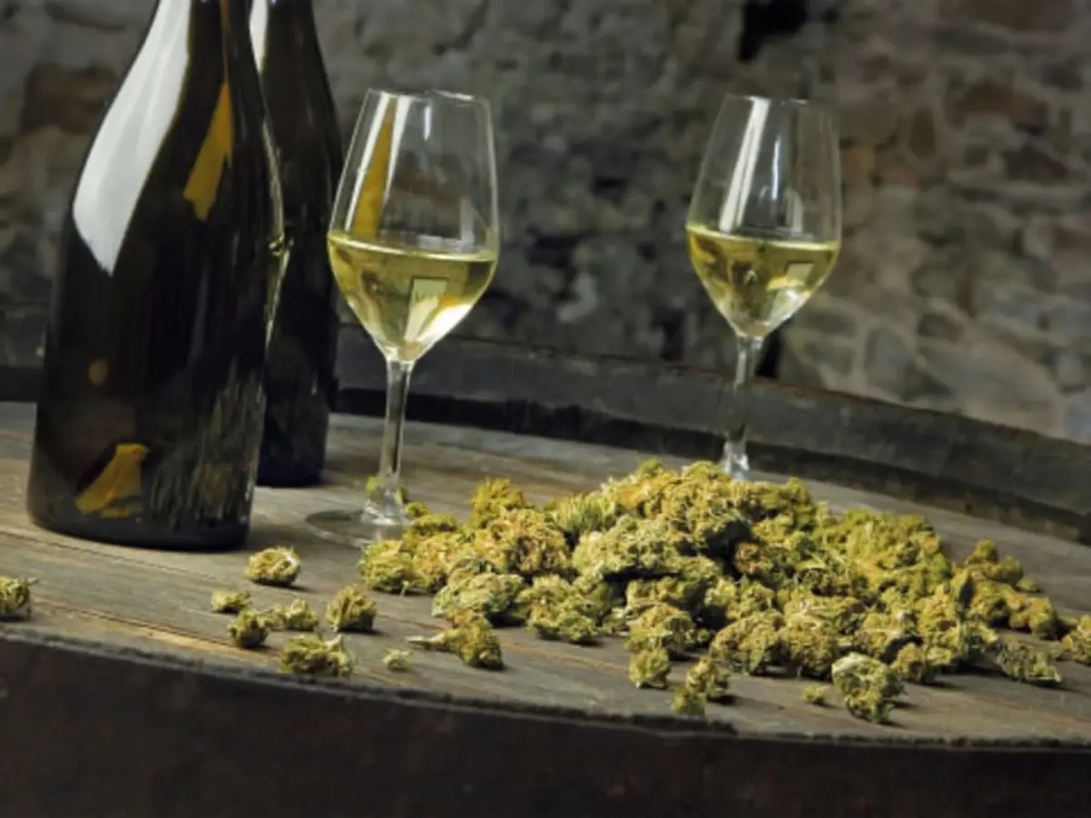 Dégustation de vins  au chanvre et fromages à La Regrippière (44