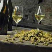 Dégustation de vins  au chanvre et fromages à La Regrippière (44