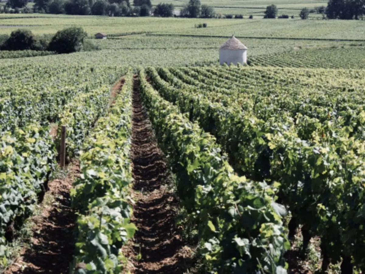 Dégustation de vins en Côte de Beaune (21)