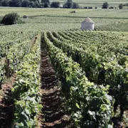 Dégustation de vins en Côte de Beaune (21)