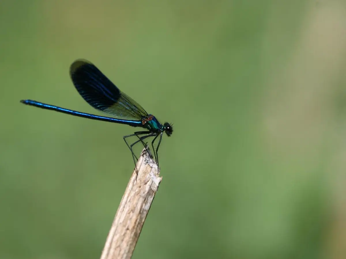 Demoiselle et libellules de la Réserve Naturelle Régionale Terres et Étangs de Brenne Massé-Foucault