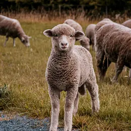 Démonstration chien de troupeau et tonte de mouton aux forces