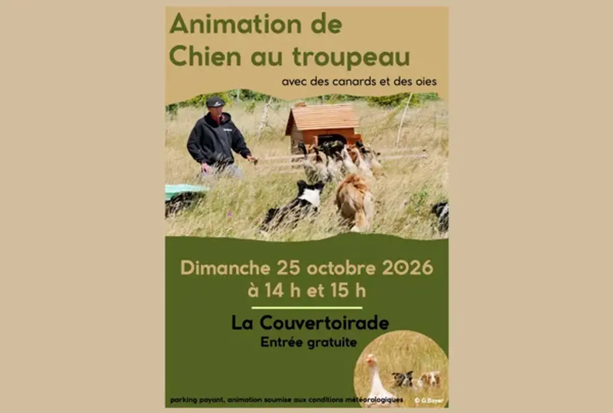 Démonstration de chiens au troupeau