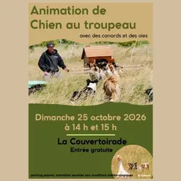 Démonstration de chiens au troupeau