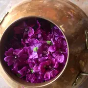 Démonstration de distillation gratuite d'huile essentielle bio