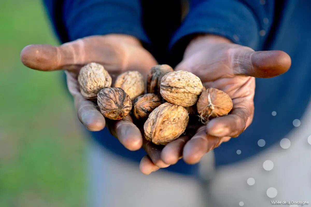 Démonstration de fabrication d'huile de noix