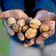 Démonstration de fabrication d'huile de noix