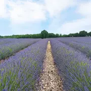Démonstration de fabrication de savon au Mas de l’essentiel