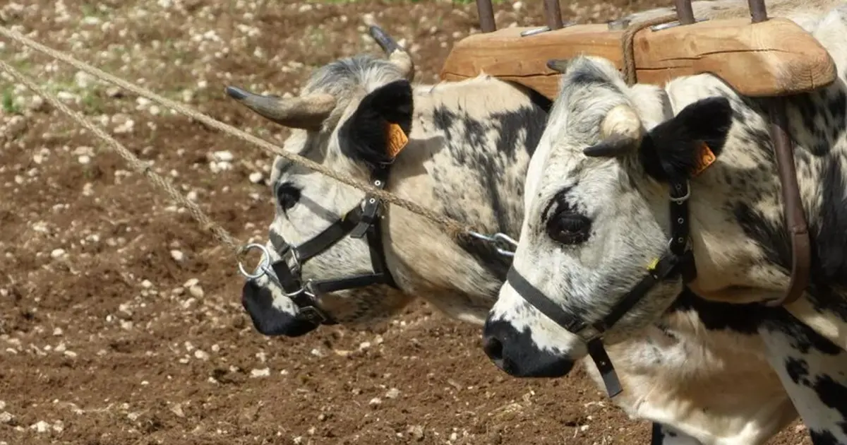 Démonstrations : La traction animale agricole au Néolithique