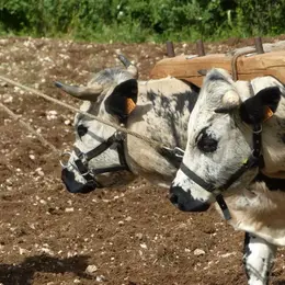 Démonstrations : La traction animale agricole au Néolithique