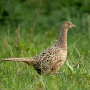 Démystifions le gibier et la chasse !