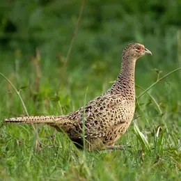 Démystifions le gibier et la chasse !
