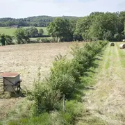 Des arbres et des champs, agroforesterie, visite de terrain à Reyrevignes