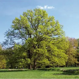 Les jardins remarquables en Alsace