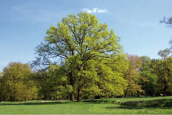 Des arbres géants à voir au Parc de Schoppenwihr