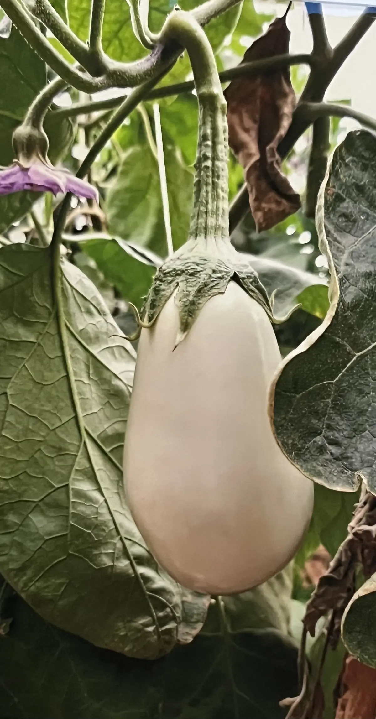 Des aubergines et des plans, exposition André Dimanche