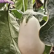 Des aubergines et des plans, exposition André Dimanche