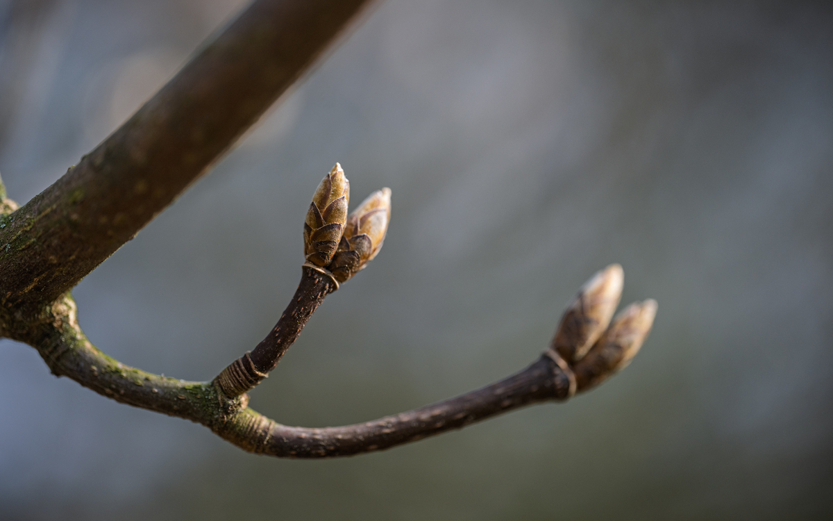 Des bourgeons à gogo
