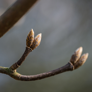Des bourgeons à gogo