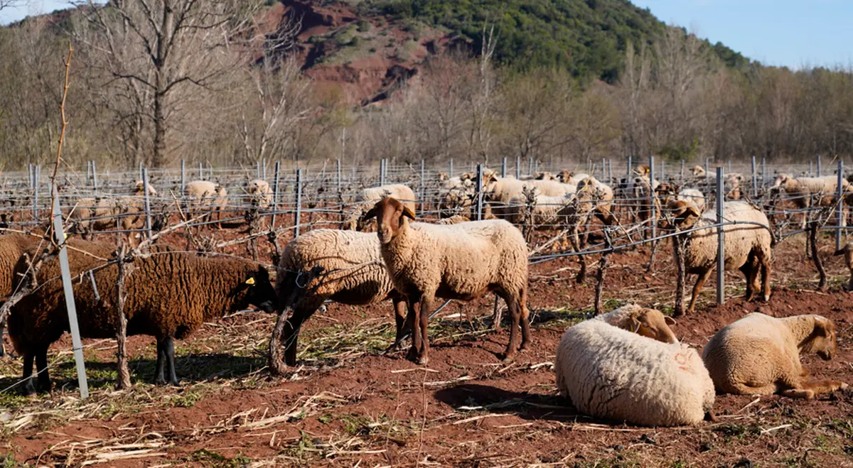 Des Brebis Et Des Vignes