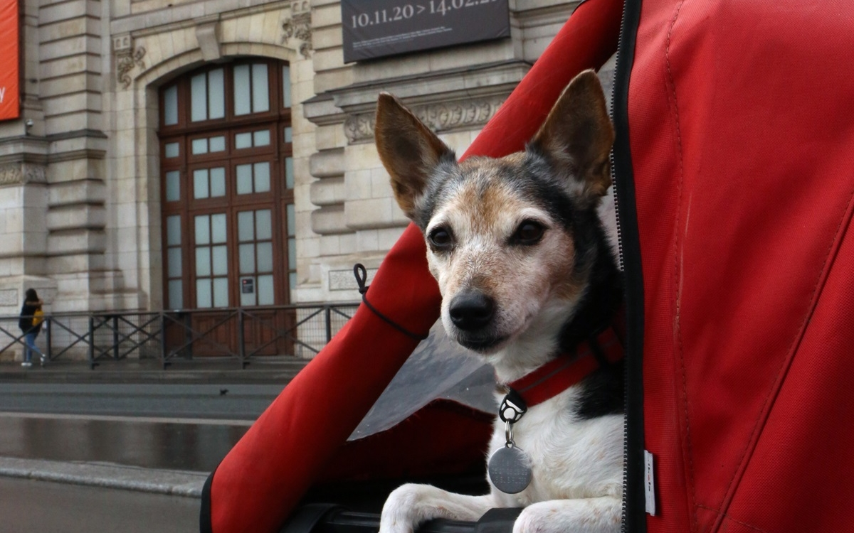 Un chien dans un vélo cargo à Paris