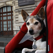 Des chiens tellement parisiens